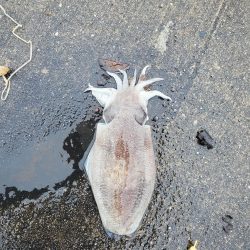 春アオリイカ狙い