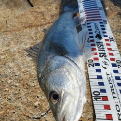 ７０アップシーバス　４０アップキビレ