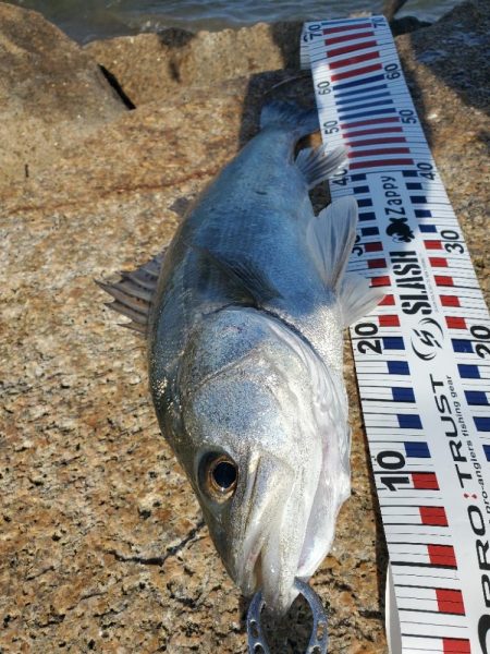 ７０アップシーバス　４０アップキビレ