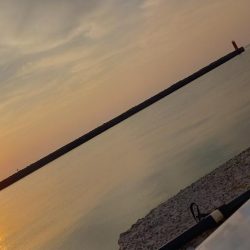 ぶっこみ釣りでコブダイ