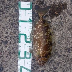 久しぶりの高知で釣り