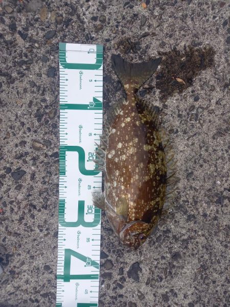 久しぶりの高知で釣り