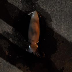 春アオリイカ狙い