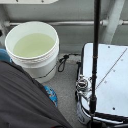 鹿児島錦江湾で1つテンヤのタイ釣りしてきました