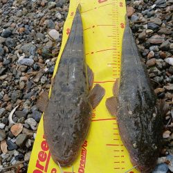 久しぶりです。