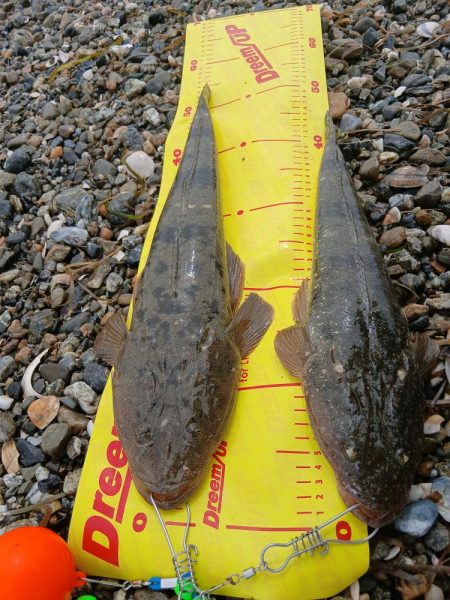 久しぶりです。