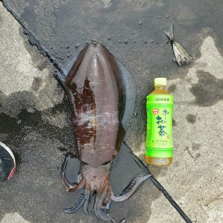 春アオリイカ狙い