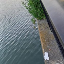 昨晩の釣果に味をしめて、朝練でうなぎ！！