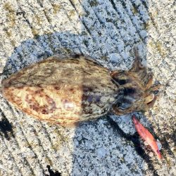 連チャンでヒット!!!