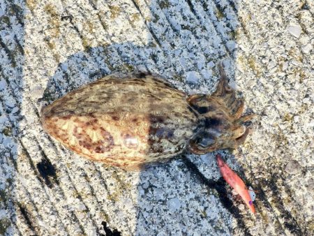 連チャンでヒット!!!