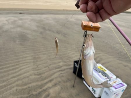 短時間の釣行でしたが釣れました