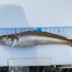 和歌山キス釣り！！