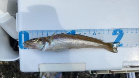 和歌山キス釣り！！