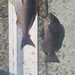 和歌山市江（吉丸渡船）でグレ釣り