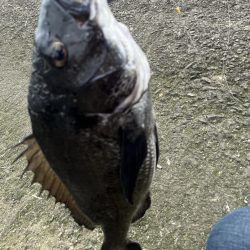 太田川河口でチニング