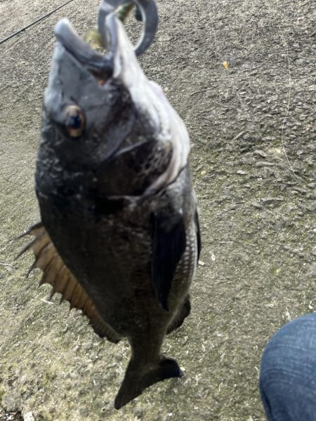 太田川河口でチニング