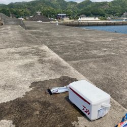 さばごの餌取り