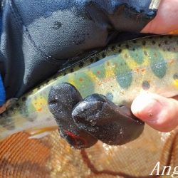 アングラーの数が増えました。