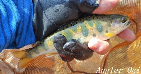 アングラーの数が増えました。