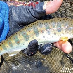 食いの浅さに要注意。