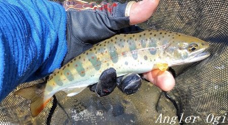 食いの浅さに要注意。