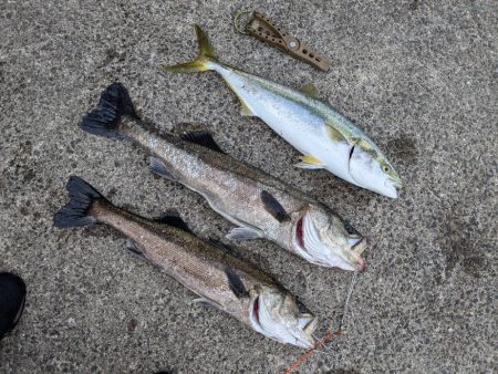 シーバス＆メジロ