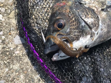 初場所デイチニング