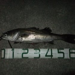 ほぼスズキとスズキ