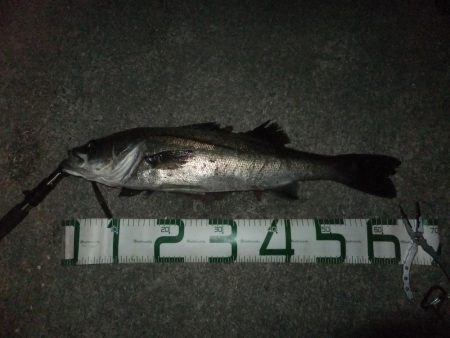 ほぼスズキとスズキ