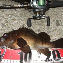 最盛期のメバル