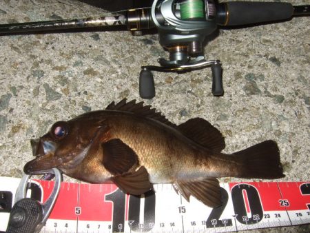 最盛期のメバル