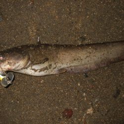 ナマズトップゲームの本格シーズン到来