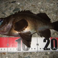 最盛期はデカめのワームで