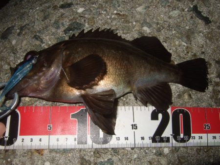 最盛期はデカめのワームで