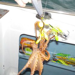 タコ開幕戦〜鍵庄〜