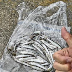 稚鮎シーズンイン