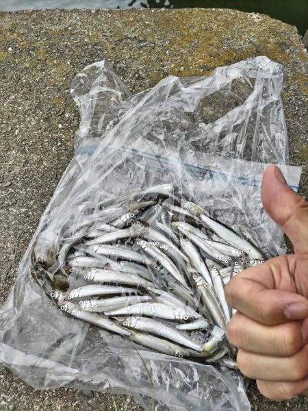 稚鮎シーズンイン