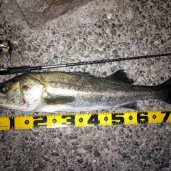 バチ抜け調査4  80cmオーバー捕獲