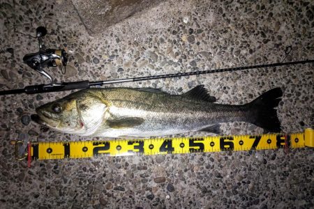 バチ抜け調査4  80cmオーバー捕獲