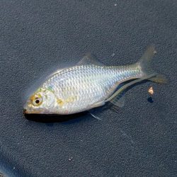 タナゴ釣り遠征