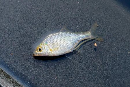 タナゴ釣り遠征