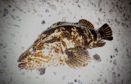 良型タケノコメバルゲット！！