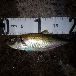 大阪港で良いアジゲット！