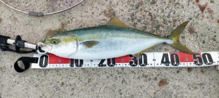 人工島でハマチ