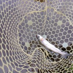 GWの釣りは久しぶりに息子と管釣り