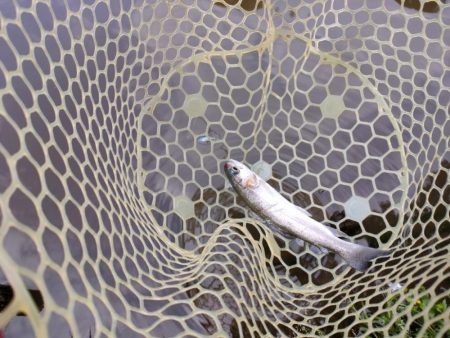 GWの釣りは久しぶりに息子と管釣り