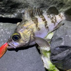 メバル×スプーン