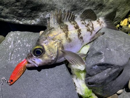 メバル×スプーン