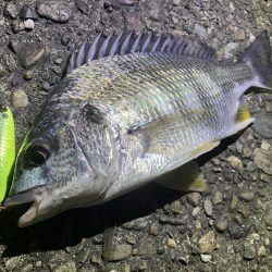 キビレチヌ×スプーン