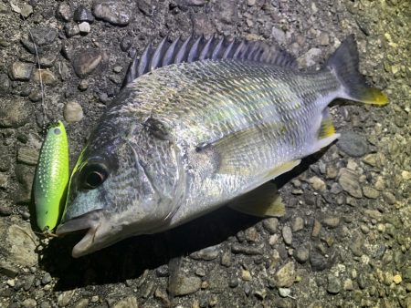 キビレチヌ×スプーン